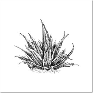 Aloe Vera Botanical Art Posters and Art